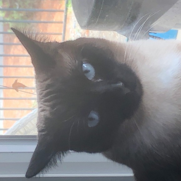 catslikenoodles